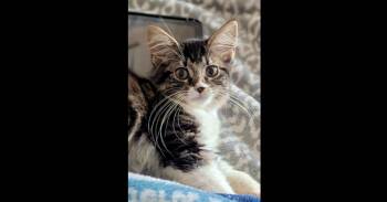 Penelope -  Domestic Medium Hair Cat for Adoption in Chalfont, Pennsylvania - Penelope | PetCurious