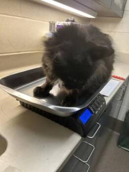 Mavis -  Domestic Long Hair Cat for Adoption in Wichita, Kansas - Mavis | PetCurious