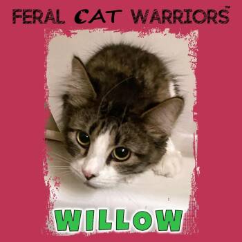 Domestic Medium Hair Cats Available for Adoption in Kingman, Arizona - Willow | PetCurious