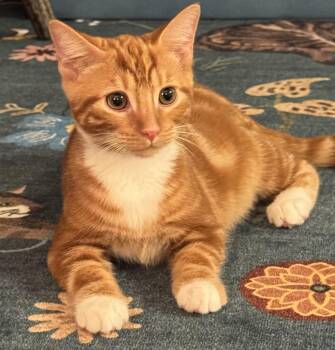 Jasper -  Domestic Short Hair Cat for Adoption in Cranford, New Jersey - Jasper | PetCurious