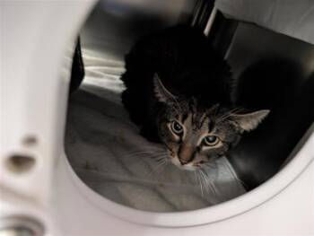 Batman -  Domestic Medium Hair and Domestic Short Hair Cat for Adoption in Montreal, Quebec - Batman | PetCurious