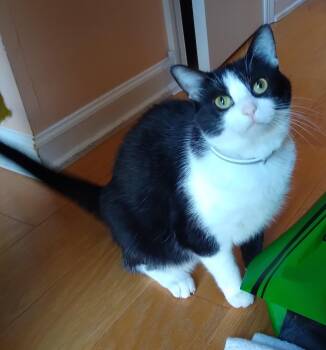 Tuxedo Cats Available for Adoption - Nino | PetCurious