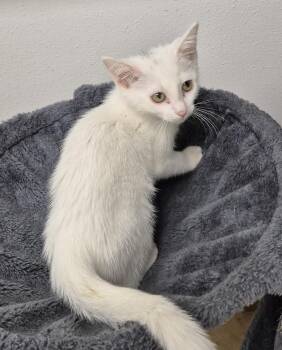 Claire -  Domestic Short Hair Cat for Adoption in South Bend, Indiana - Claire | PetCurious