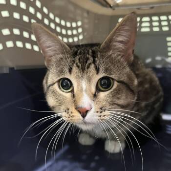 Domestic Short Hair Cats Available for Adoption in Oak Park, Illinois - Flash! | PetCurious