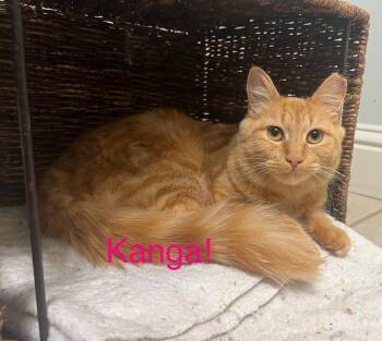 Rescue Domestic Medium Hair and Maine Coon Cats for Adoption in Sandy Springs, Georgia - Kanga | PetCurious