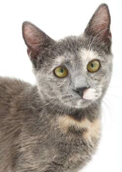 Hazel is heaven in pastel rainbow package -  Dilute Tortoiseshell and Russian Blue Cat for Adoption in Bedford Hills, New York - Hazel Is Heaven In Pastel Rainbow Package | PetCurious
