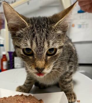 Rescue Domestic Short Hair Cats for Adoption in Trenton, New Jersey - Damien | PetCurious