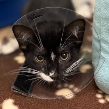 Domestic Short Hair Cats Available for Adoption in Wantagh, New York - Macarena | PetCurious