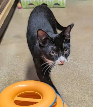 Arthur w/Oliver (FCID 08/19/26-536 Millsboro PS) C -  Domestic Short Hair Cat for Adoption in Greenville, Delaware - Arthur W/Oliver (FCID 08/19/26-536 Millsboro PS) C | PetCurious