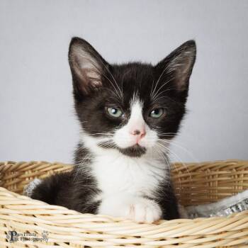 Elsa -  Domestic Short Hair Cat for Adoption in Maryville, Tennessee - Elsa | PetCurious