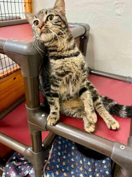 Lil Hobo -  Tabby and Domestic Short Hair Cat for Adoption in Walnut Creek, California - Lil Hobo | PetCurious