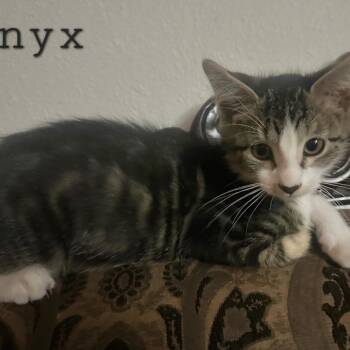 Rescue Domestic Short Hair Cats for Adoption in Layton, Utah - Onyx | PetCurious