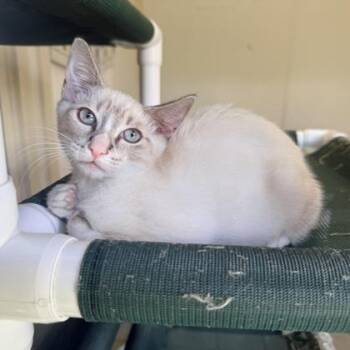 Whitney -  Domestic Short Hair Cat for Adoption in Honolulu, Hawaii - Whitney | PetCurious