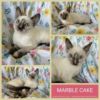 Marble Cake -  Domestic Short Hair Cat for Adoption in Corpus Christi, Texas - Marble Cake | PetCurious
