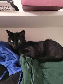 Domestic Short Hair Cats Available for Adoption in Fairfax, Virginia - Joey | PetCurious
