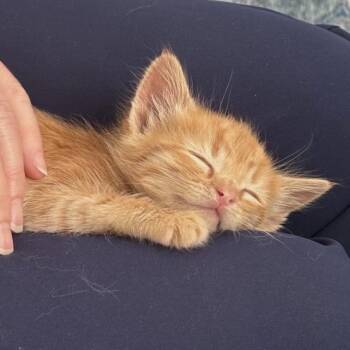 Cremello -  Domestic Short Hair Cat for Adoption in Kanab, Utah - Cremello | PetCurious