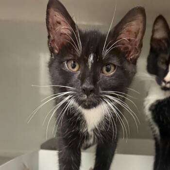 Zion -  Domestic Short Hair Cat for Adoption in Phoenixville, Pennsylvania - Zion | PetCurious