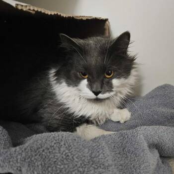 Domestic Medium Hair Cats Available for Adoption - Ziggy | PetCurious