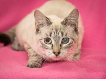 Asia -  Domestic Short Hair Cat for Adoption in Deltona, Florida - Asia | PetCurious
