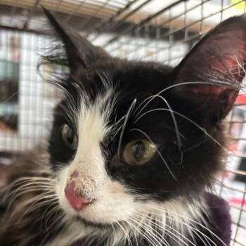 Resinnia -  Domestic Short Hair Cat for Adoption in Des Moines, Iowa - Resinnia | PetCurious