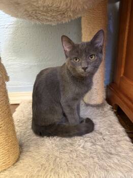 Rescue Domestic Short Hair Cats for Adoption in West Mifflin, Pennsylvania - Zeppelin | PetCurious