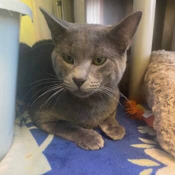 Domestic Short Hair Cats Available for Adoption - Philip | PetCurious