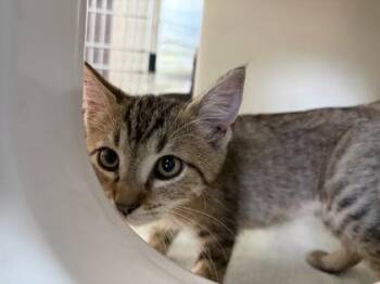 Caprese -  Domestic Short Hair Cat for Adoption in Westland, Michigan - Caprese | PetCurious