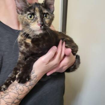 Sushi -  Tortoiseshell Cat for Adoption in Petersburg, Indiana - Sushi | PetCurious