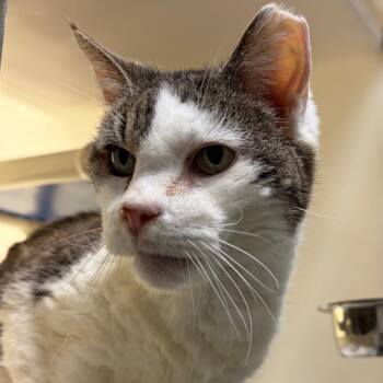 Bertie -  Domestic Short Hair Cat for Adoption in Harrisonburg, Virginia - Bertie | PetCurious