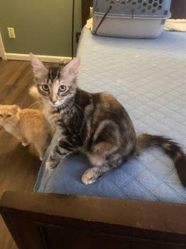 Simone (Loving, Biscuit Maker) -  Domestic Long Hair Cat for Adoption in Mobile, Alabama - Simone (Loving, Biscuit Maker) | PetCurious