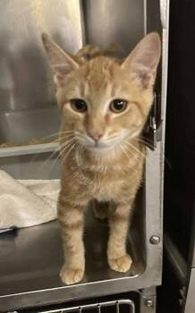 Rescue Domestic Short Hair Cats for Adoption in Annapolis, Maryland - Poppi (With Lolli) | PetCurious