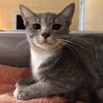Isla -  Domestic Short Hair Cat for Adoption in Chesapeake, Virginia - Isla | PetCurious