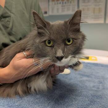 Grayce -  Domestic Long Hair Cat for Adoption in New Castle, Delaware - Grayce | PetCurious