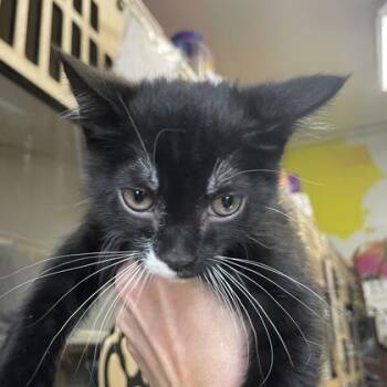 Domestic Short Hair Cats Available for Adoption in Flagstaff, Arizona - Boots | PetCurious