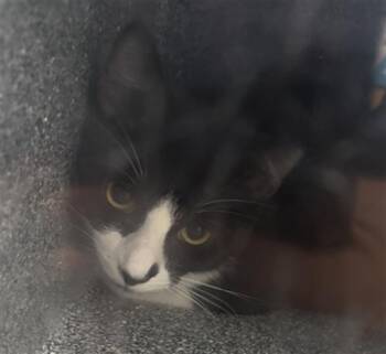 BOY -  Domestic Short Hair Cat Available for Adoption in Dallas, Texas - BOY | PetCurious
