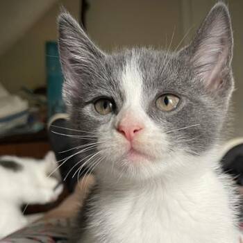 Lady Grey -  Domestic Short Hair Cat for Adoption in Atlanta, Georgia - Lady Grey | PetCurious