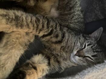 Domestic Short Hair Cats Available for Adoption in Holly, Michigan - Bernadette | PetCurious