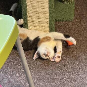 Moana & Arielle -  Domestic Short Hair Cat for Adoption in Ashland, Massachusetts - Moana & Arielle | PetCurious