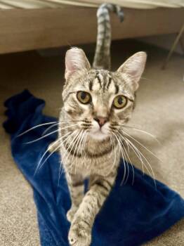 Rescue American Shorthair Cats for Adoption in Los Angeles, California - Crystal (F) | PetCurious