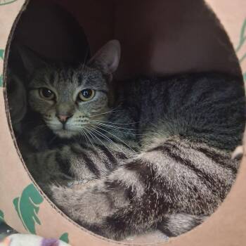 Sour -  Domestic Short Hair Cat for Adoption in Dayton, Ohio - Sour | PetCurious