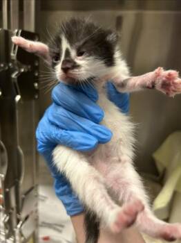 PASKHA -  Domestic Short Hair Cat for Adoption in Derwood, Maryland - PASKHA | PetCurious