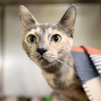 Domo -  Domestic Short Hair Cat for Adoption in Jackson Township, New Jersey - Domo | PetCurious