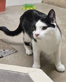 Rocket AND Bandit -  Domestic Short Hair Cat Available for Adoption in Rochester, New Hampshire - Rocket AND Bandit | PetCurious