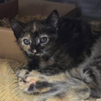 Olivia -  Domestic Short Hair Cat for Adoption in Nashville, Tennessee - Olivia | PetCurious