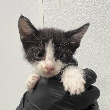 Domestic Short Hair Cats Available for Adoption - Luke | PetCurious