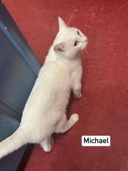 Rescue Domestic Short Hair Cats for Adoption in Hoopeston, Illinois - Michael | PetCurious