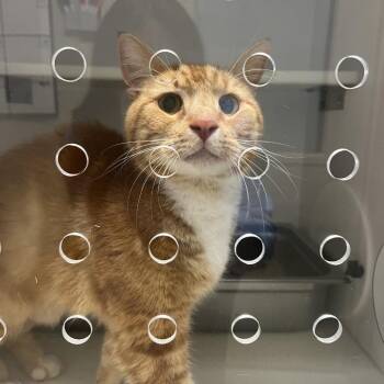 Domestic Short Hair Cats Available for Adoption in Columbus, North Carolina - Biscotti | PetCurious