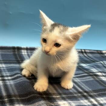 Merry -  Domestic Short Hair Cat for Adoption in San Antonio, Texas - Merry | PetCurious
