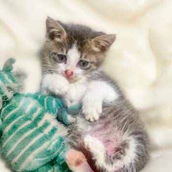 Buford -  Domestic Short Hair Cat for Adoption in Chapel Hill, North Carolina - Buford | PetCurious