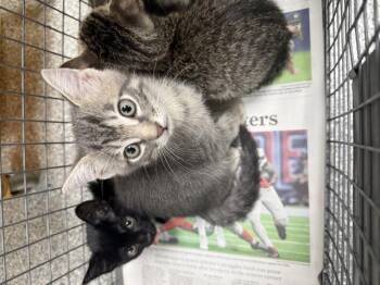 A186469 -  Domestic Short Hair Cat for Adoption in Pasadena, Texas - A186469 | PetCurious